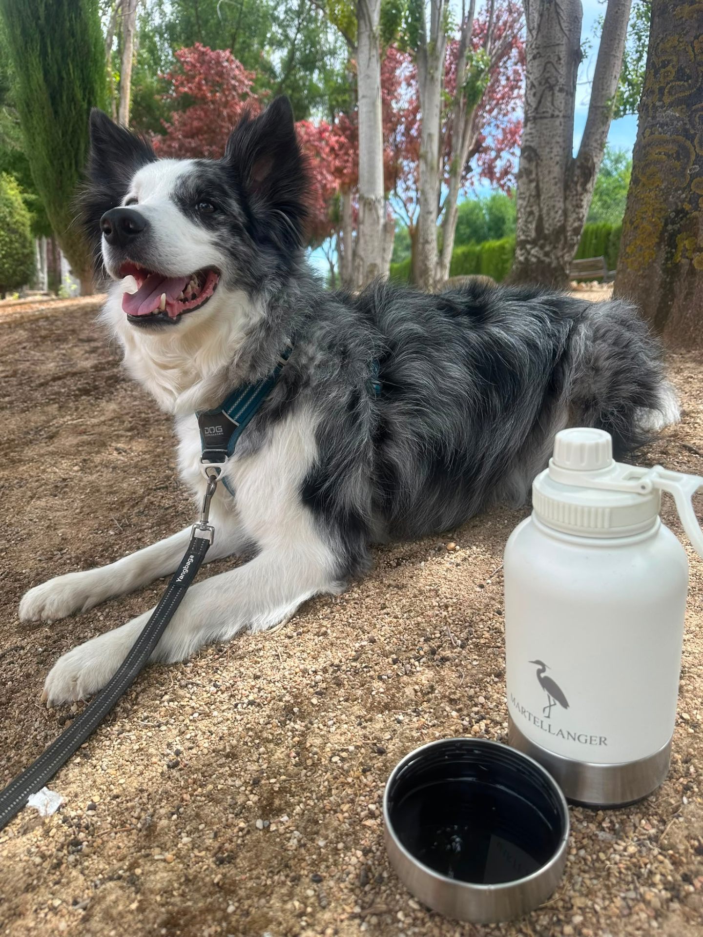 Border collie tumbado junto a la botella Martellanger con el cuenco lleno de agua