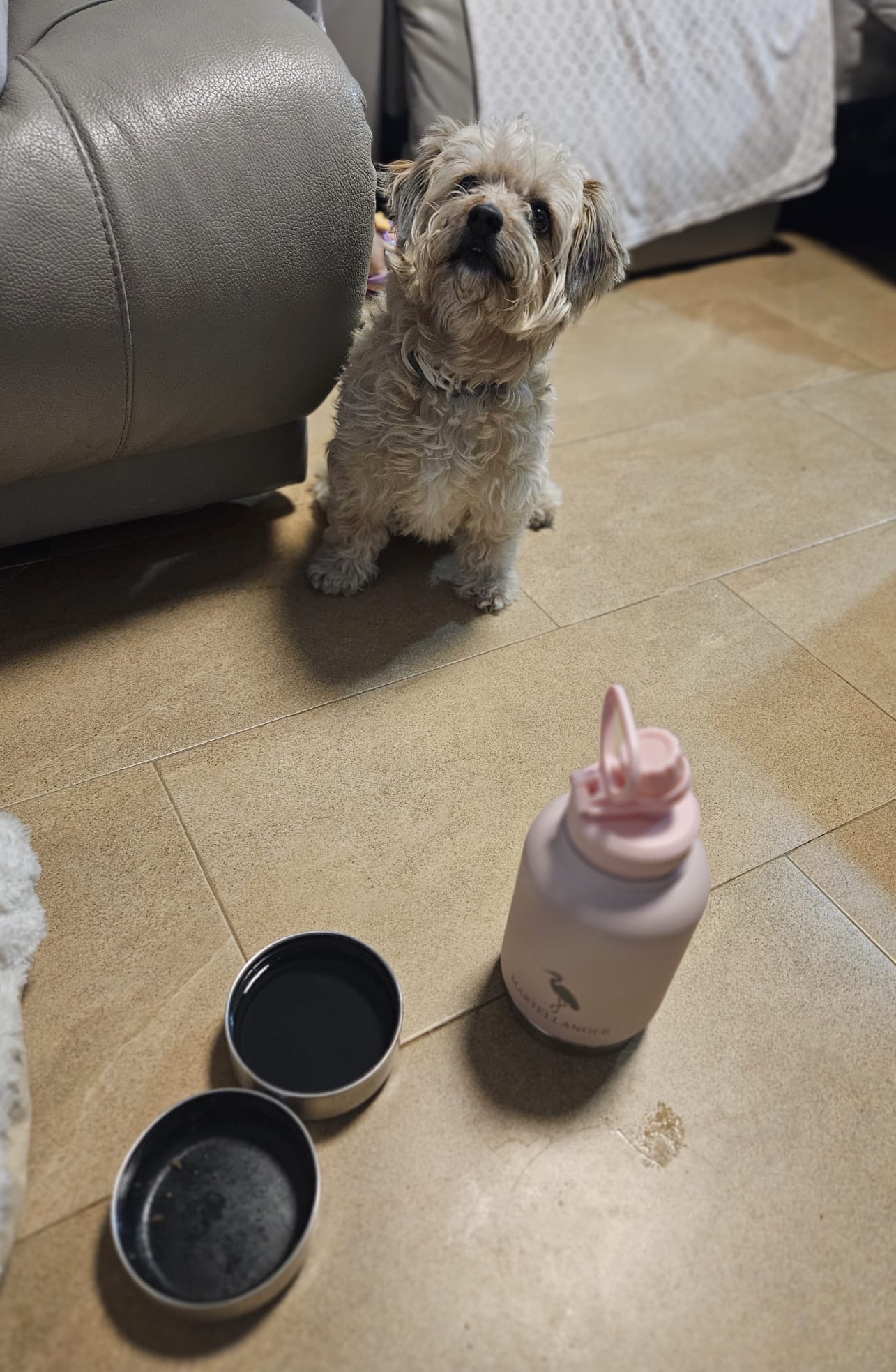 Cliente de Martellanger con su perro junto a la botella rosa y los cuencos