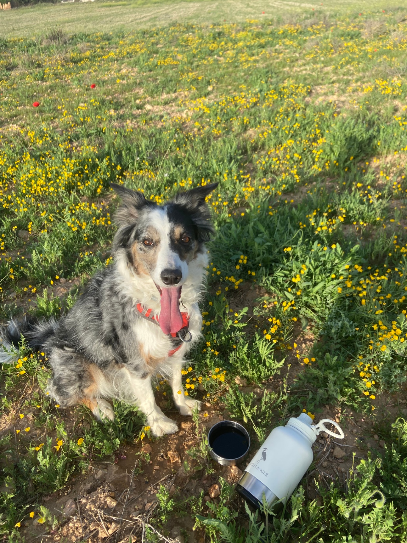 Border collie en un campo de flores junto a la botella Martellanger